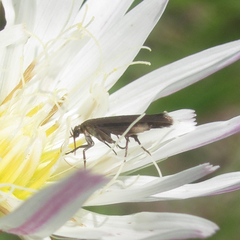 Scythris fuscicomella