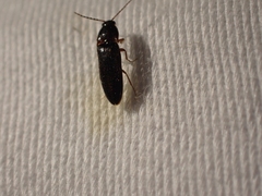 Ampedus atripennis