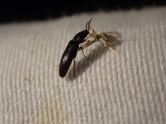 Ampedus atripennis