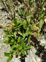 Baccharis pentlandii
