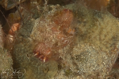 Coryphellina poenicia