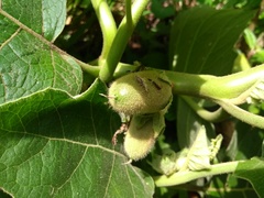 Solanum sessiliflorum