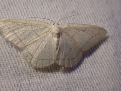 Protitame subalbaria