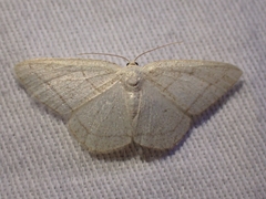 Protitame subalbaria