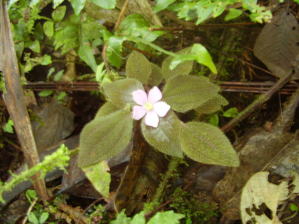 (Calvoa hirsuta) - Botanical Realm