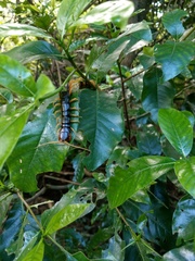 Scolopendra mutilans