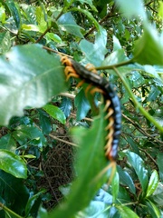 Scolopendra mutilans