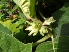 Solanum sessiliflorum