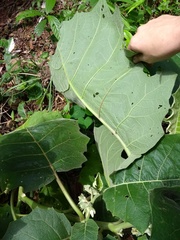 Solanum sessiliflorum