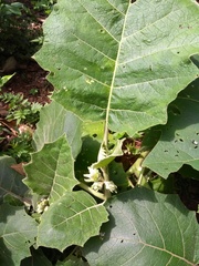 Solanum sessiliflorum
