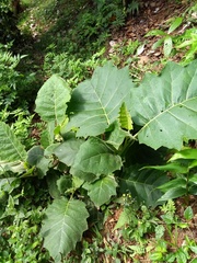 Solanum sessiliflorum
