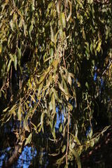Salix babylonica babylonica