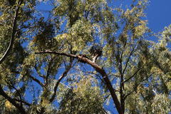 Salix babylonica babylonica