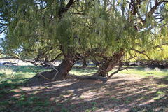 Salix babylonica babylonica