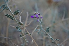 Psorothamnus polydenius polydenius