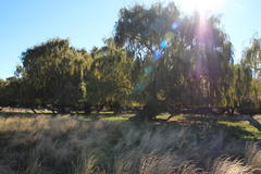 Salix babylonica babylonica