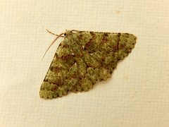 Aeolochroma hypochromaria