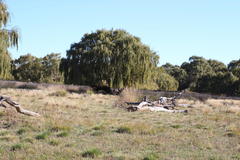 Salix babylonica babylonica