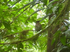 Turdus olivaceofuscus