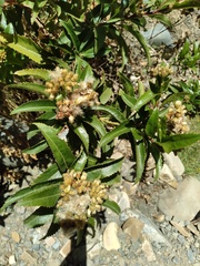 Baccharis pentlandii