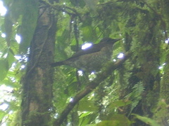 Turdus olivaceofuscus