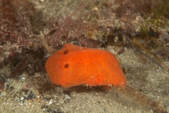 Discodoris paroa