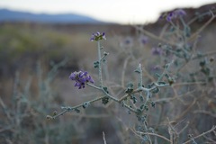 Psorothamnus polydenius polydenius