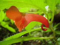 Impatiens buccinalis