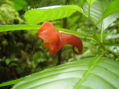 Impatiens buccinalis