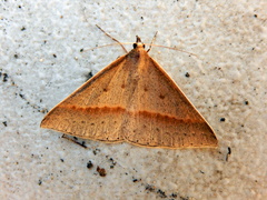 Epidesmia chilonaria