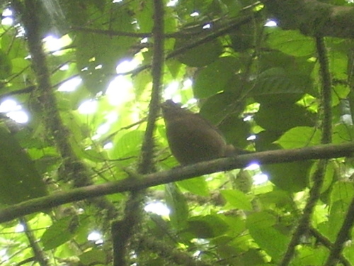Principe Seedeater (Crithagra rufobrunnea), photo 6
