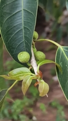 Ficus pertusa