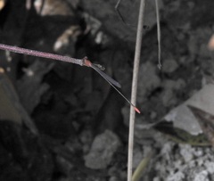 Teinobasis rufithorax