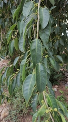 Ficus pertusa
