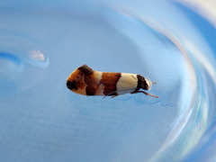 Euphiltra eroticella