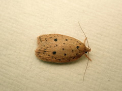 Garrha atripunctatella
