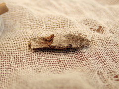 Cryptalaus prosectus