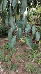 Ficus pertusa