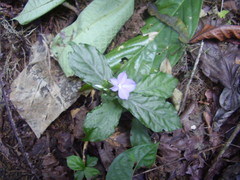 Stenandrium thomense