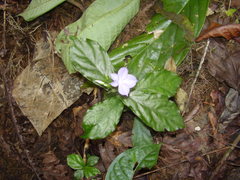 Stenandrium thomense
