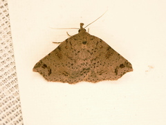 Lithilaria proestans