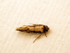 Barea phaeomochla