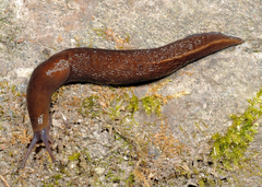 Limax dacampi