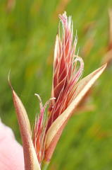 Hypodiscus aristatus