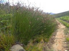 Hypodiscus aristatus