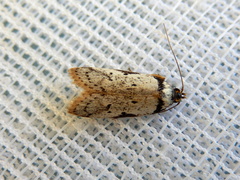 Philobota transversella