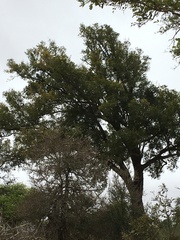Diospyros mespiliformis
