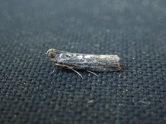 Sciota melanostyla