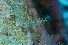 Dynamena moluccana