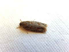 Phylomictis sarcinopa